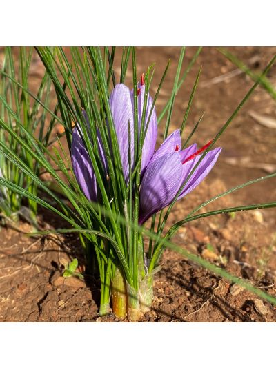 Saffron Corms (Crocus Sativus)-20 Corms - Pre Order Season 2026