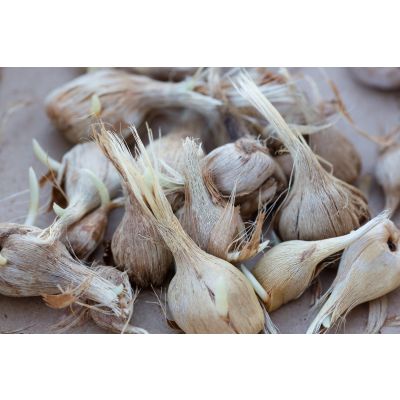Saffron Corms (Crocus Sativus)-10 Corms - Pre Order Season 2027