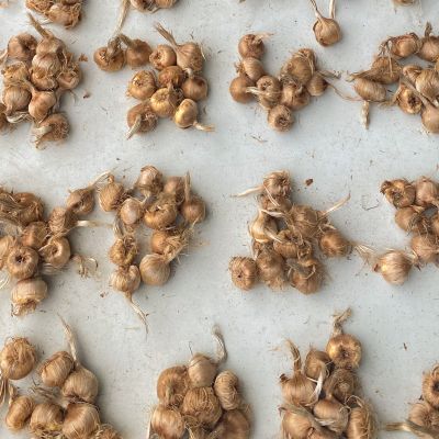Saffron Corms (Crocus Sativus)-10 Corms - Pre Order Season 2027