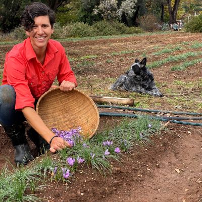 Saffron Corms (Crocus Sativus)-50 Corms - Pre Order Season 2027