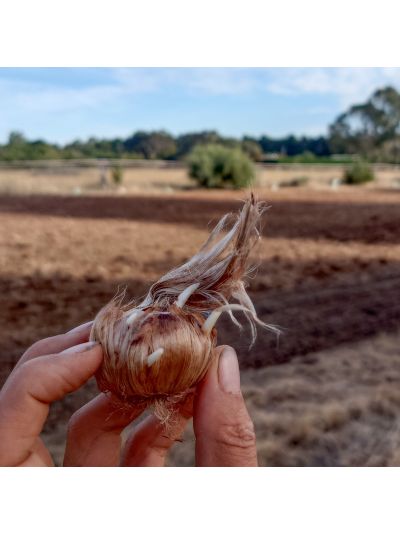Saffron Corms (Crocus Sativus)-20 Corms - Pre Order Season 2026