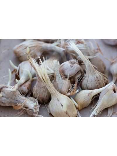 Saffron Corms (Crocus Sativus)-10 Corms - Pre Order Season 2026