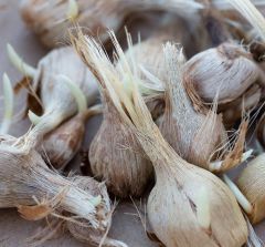 Australian saffron corms crocus sativus