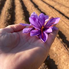 Saffron Corms (Crocus Sativus)-50 Corms - Pre Order Season 2026