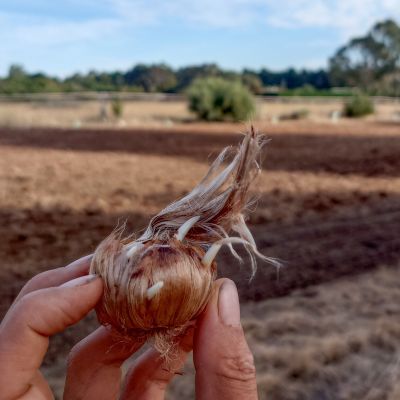 Saffron Corms (Crocus Sativus)-20 Corms - Pre Order Season 2026