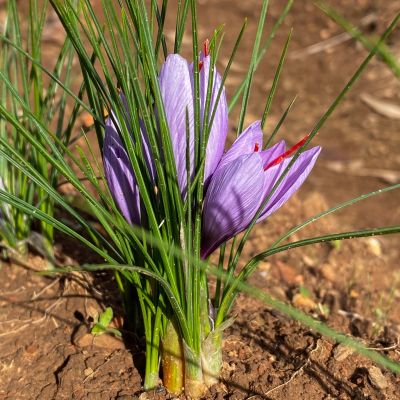 Saffron Corms (Crocus Sativus)-20 Corms - Pre Order Season 2026