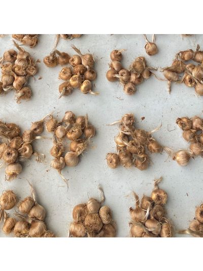 Saffron Corms (Crocus Sativus)-10 Corms - Pre Order Season 2027