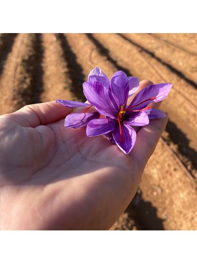 Saffron Corms (Crocus Sativus)-50 Corms - Pre Order Season 2027