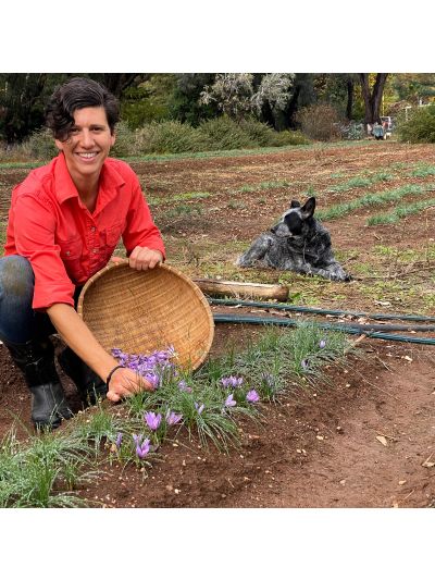 Saffron Corms (Crocus Sativus)-50 Corms - Pre Order Season 2027