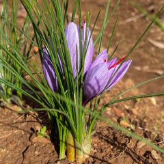 Saffron Corms (Crocus Sativus)-20 Corms - Pre Order Season 2026