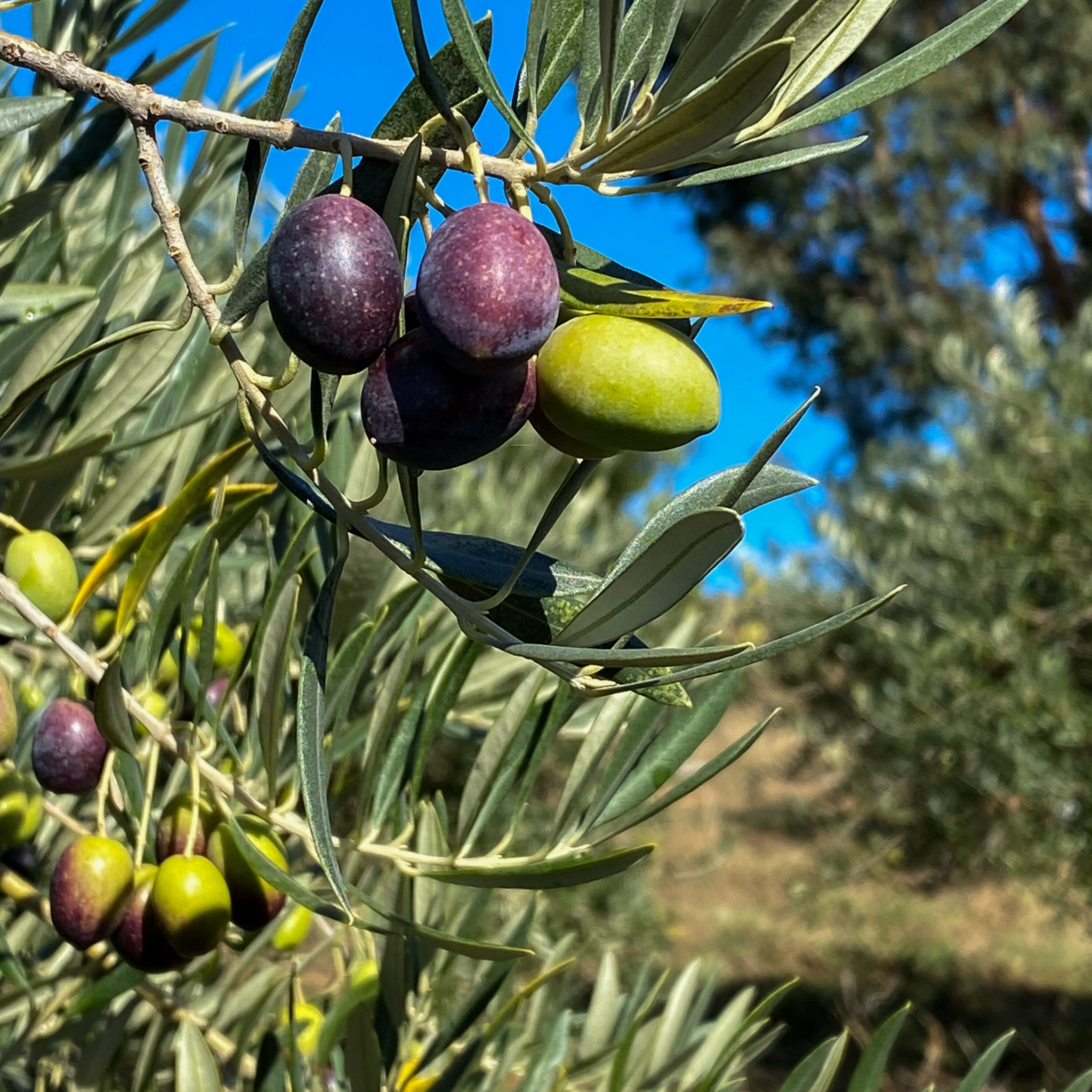 Australian olives black and green on tree with blue sky