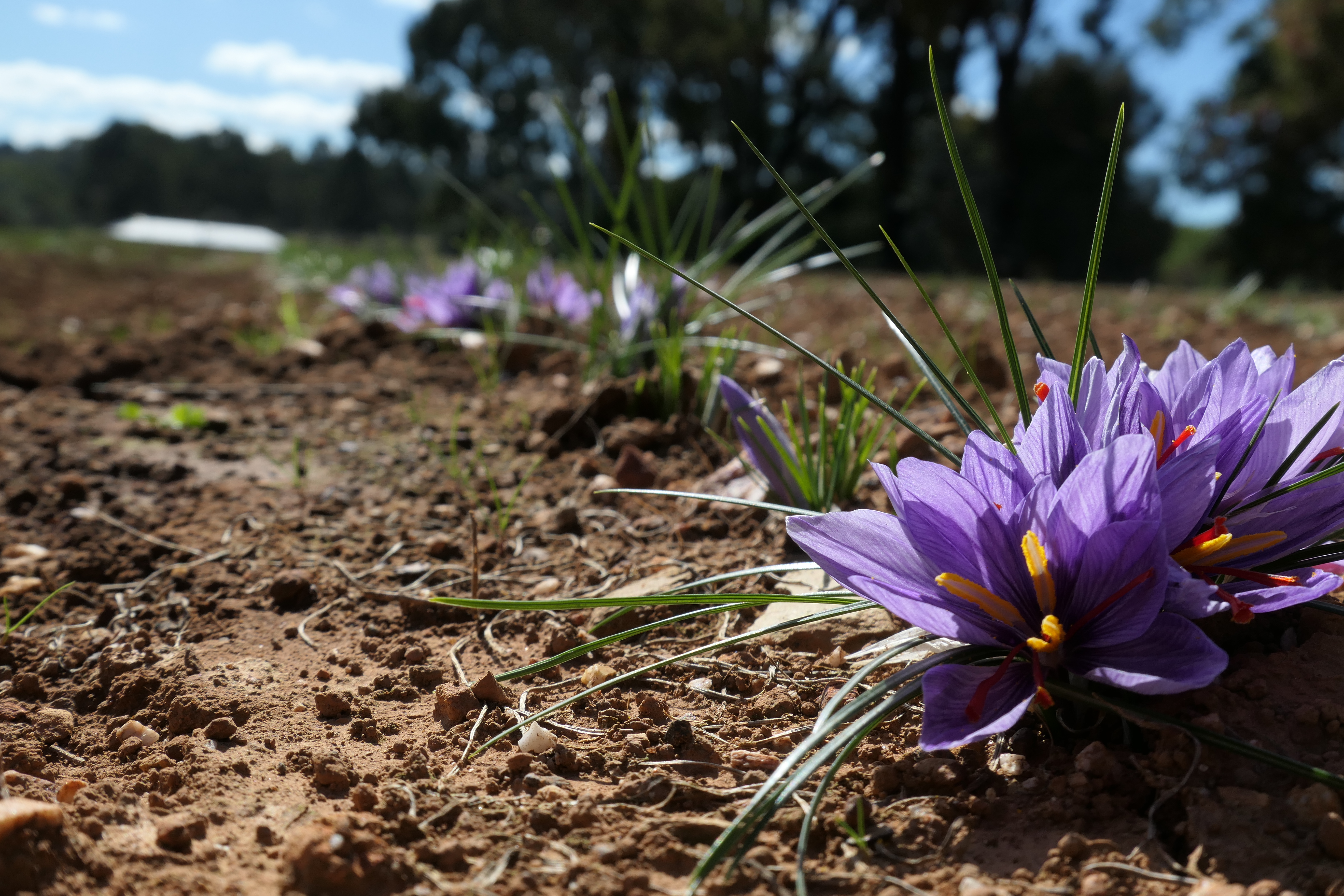 saffron flowers