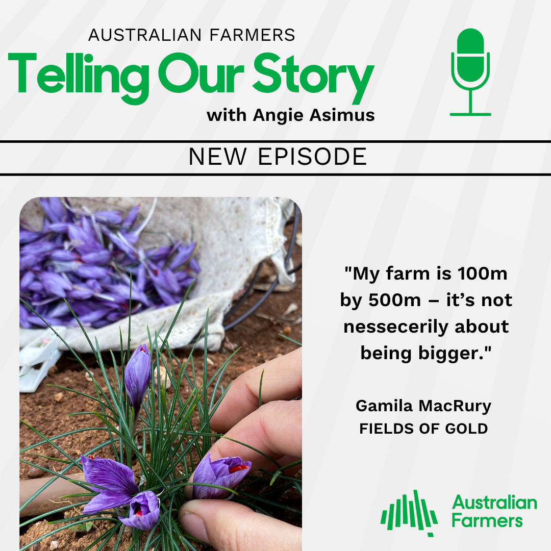 Picking saffron flowers - telling our story - Australian farmers