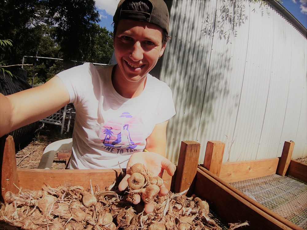 When should I lift my saffron corms?