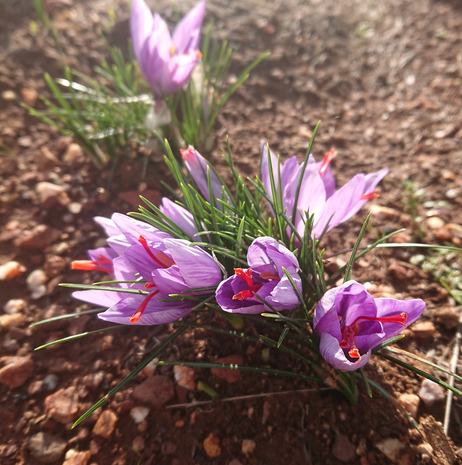 Saffron flowering