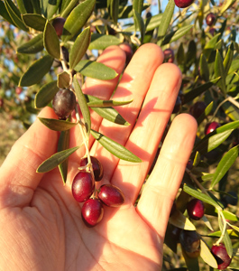 Koroneiki olives in hand
