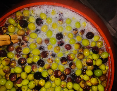 Green olives fermenting