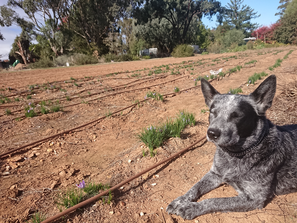 Liz the dog next to the saffron corms planted on Gamila's farm