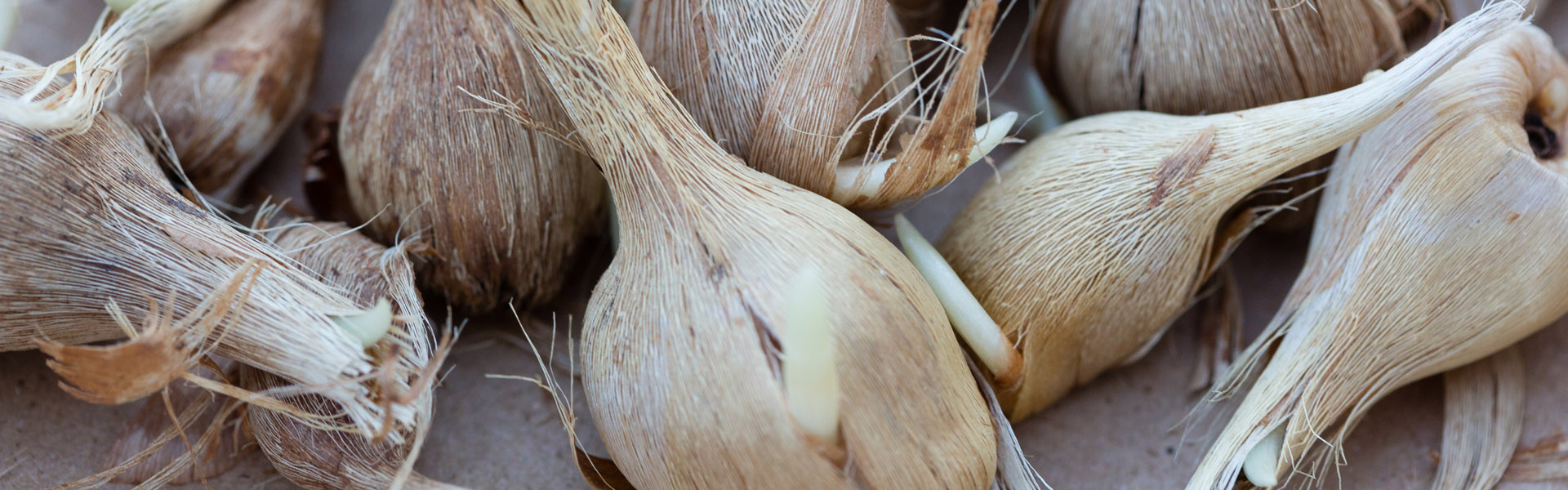 Saffron corms, credit Greg Elms and North East Tourism