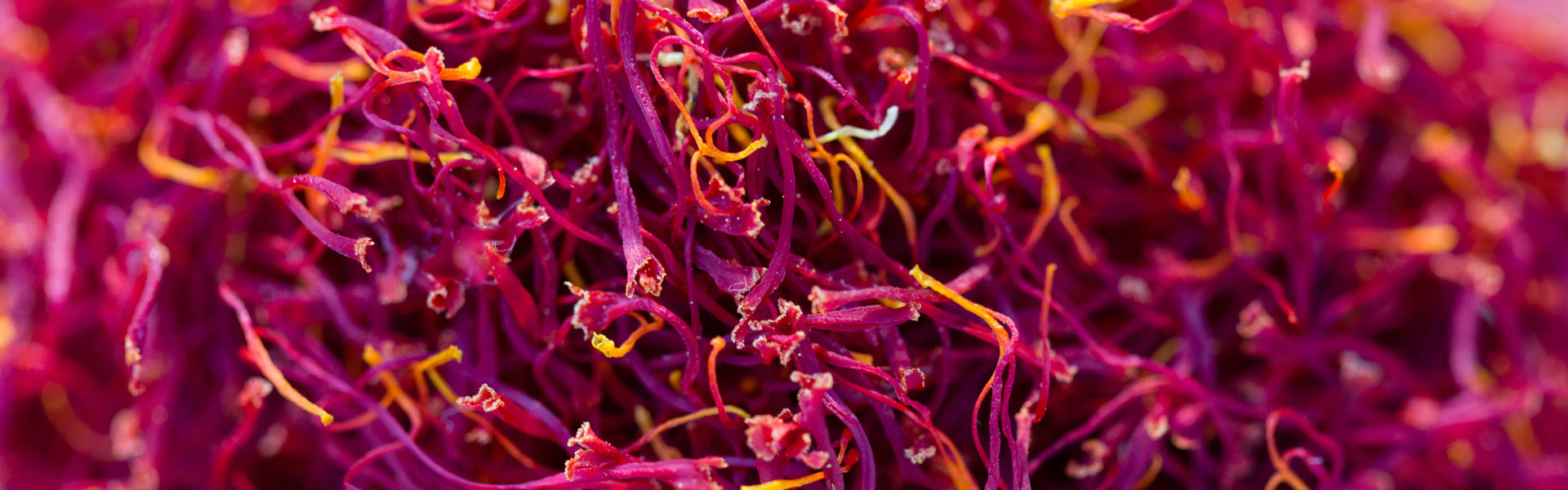 Saffron threads, credit Greg Elms and North East Tourism