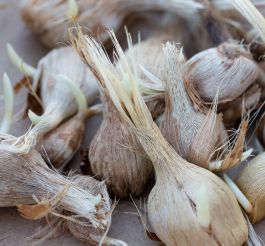Saffron Corms Crocus Sativus 20 Corms
