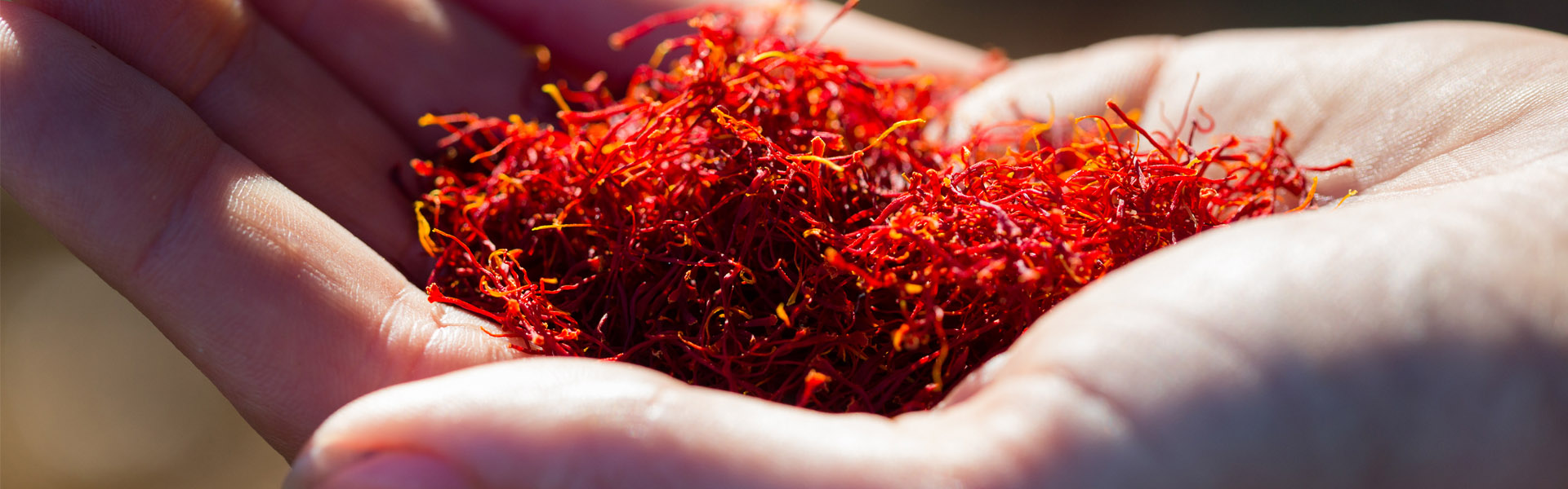 Saffron in hand, credit Greg Elms and North East Tourism